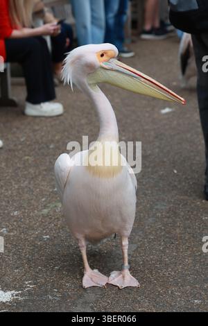 LONDRA, REGNO UNITO. 29 maggio 2025. Le persone circondano i pellicani che scattano foto e video con il telefono al Green Park di Londra, stanno vivendo una calda giornata estiva. La gente si è recata nel parco per guardare pellicani, oche grigie, cigni neri, frutteti crestati rossi, anatre hawaiane, e scoiattoli a Londra, Regno Unito. (Foto di 李世惠/SEE li/Picture Capital) credito: Vedi li/Picture Capital/Alamy Live News Foto Stock