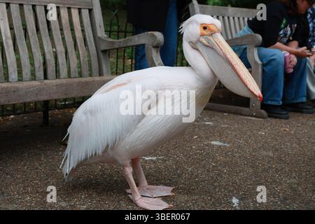 LONDRA, REGNO UNITO. 29 maggio 2025. Le persone circondano i pellicani che scattano foto e video con il telefono al Green Park di Londra, stanno vivendo una calda giornata estiva. La gente si è recata nel parco per guardare pellicani, oche grigie, cigni neri, frutteti crestati rossi, anatre hawaiane, e scoiattoli a Londra, Regno Unito. (Foto di 李世惠/SEE li/Picture Capital) credito: Vedi li/Picture Capital/Alamy Live News Foto Stock
