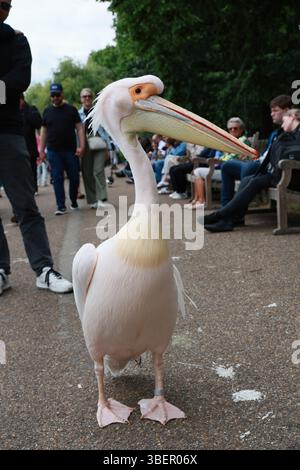LONDRA, REGNO UNITO. 29 maggio 2025. Le persone circondano i pellicani che scattano foto e video con il telefono al Green Park di Londra, stanno vivendo una calda giornata estiva. La gente si è recata nel parco per guardare pellicani, oche grigie, cigni neri, frutteti crestati rossi, anatre hawaiane, e scoiattoli a Londra, Regno Unito. (Foto di 李世惠/SEE li/Picture Capital) credito: Vedi li/Picture Capital/Alamy Live News Foto Stock