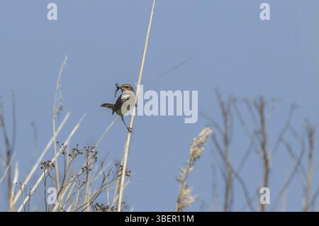 Bluethroat con stelle bianche - donna con cibo (Luscinia svecica cyanecula) Foto Stock