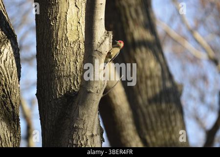 Carolina Woodpecker (Melanerpes carolinus) Foto Stock