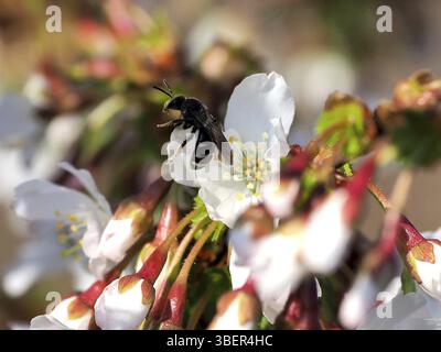 Ape verde scuro con ali strette e fiori di ciliegio ornamentale (Halictus morio) Foto Stock