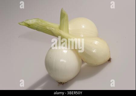 Cipolle (Allium-cepa) Foto Stock