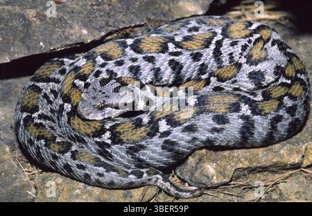 vipera di Wagner (Montivipera wagneri) Foto Stock