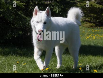 Husky siberiano bianco in un campo verde Foto Stock