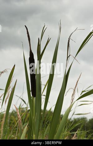 Rush a foglia larga (Typha latifolia) Foto Stock