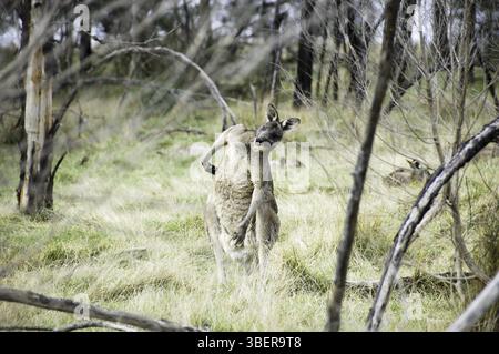 Un canguro in australia sta posando Foto Stock