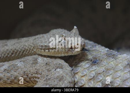 vipera con corna nel deserto (Cerastes cerastes) Foto Stock