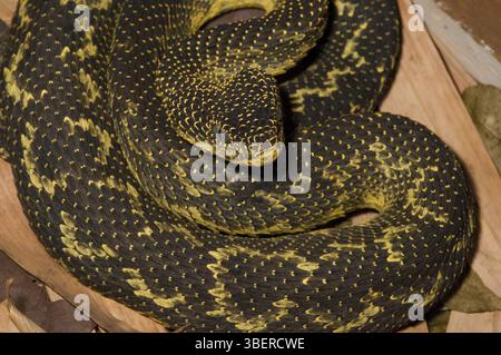 Monte Kenya Bush viper (Atheris desaixi) Foto Stock