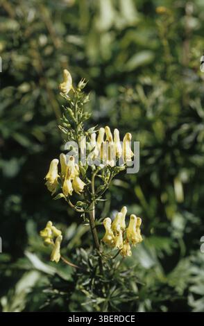 Aconite di volpe, aconite gialla, wolfsbane (Aconitum lycoctonum ssp. neapolitano) Foto Stock