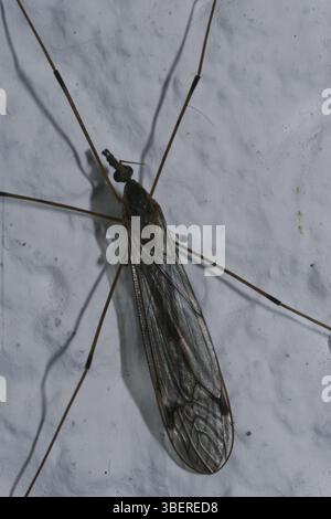 Serpente prato (Tipula paludosa) Foto Stock