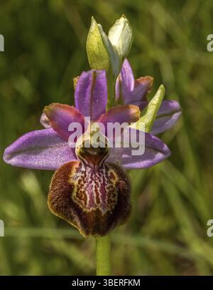 Aveyron ragwort (Ophrys aveyronensis), un'orchidea endemica del sud della Francia (Ophrys aveyronensis) Foto Stock