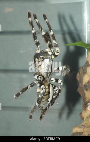 Tarantola ornamentale (Poecilotheria regalis) Foto Stock