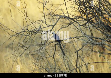 Royal Glossy Starling (Cosmopsarus regius) Foto Stock