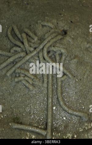 Lugworm (Arenicola marina) Foto Stock