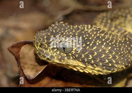 Monte Kenya Bush viper (Atheris desaixi) Foto Stock