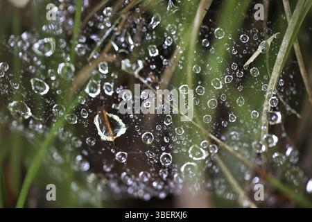 Tela di ragno Foto Stock