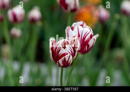 Tulipano vibrante in piena fioritura, simboleggia la primavera, il rinnovamento e la bellezza naturale. Una colorata esposizione floreale in un giardino Foto Stock