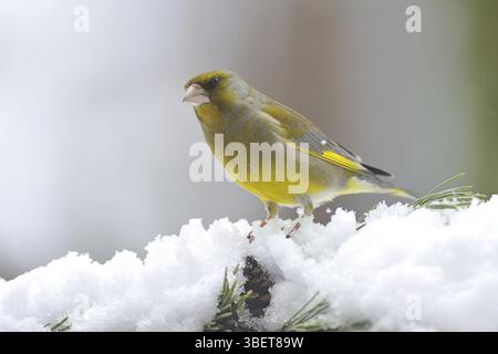 Verdone (Carduelis chloris) Foto Stock