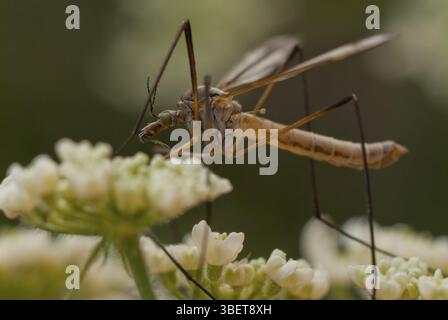 Serpente prato (Tipula paludosa) Foto Stock