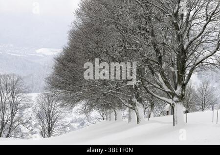 Paesaggio invernale Foto Stock