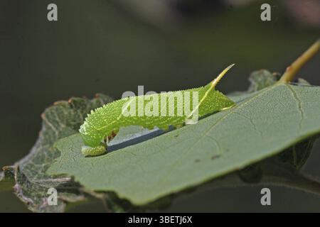 Falco di pioppo, caterpillar (Laothoe populi) Foto Stock