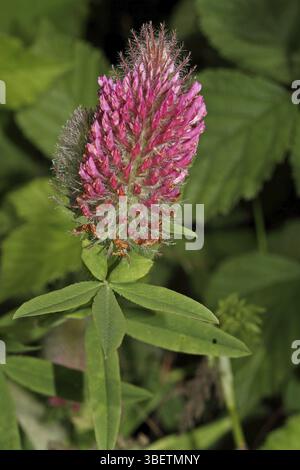 Trifoglio coda di cavallo (Trifolium rubens) Foto Stock