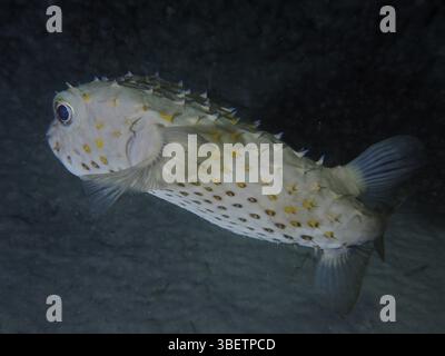 Merluzzo maculato giallo (Cyclichthys spilostylus) Foto Stock