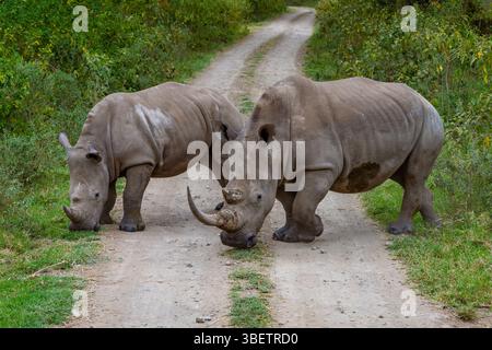 Due rinoceronti bianchi madre e figlio Foto Stock
