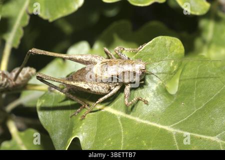 Cricket comune (Pholidoptera griseoaptera) Foto Stock