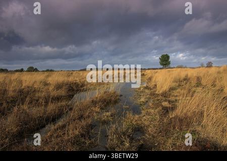 Paesaggio in NP Groote Peel, Paesi Bassi Foto Stock
