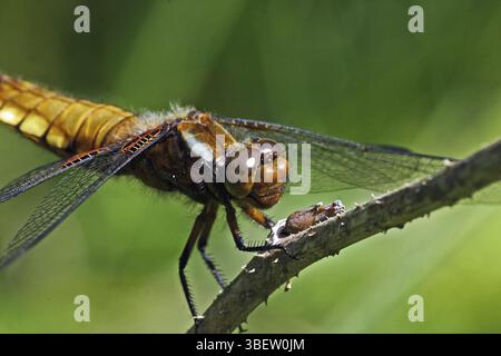 Pancia piatta, giovane femmina (Libellula depressa) Foto Stock