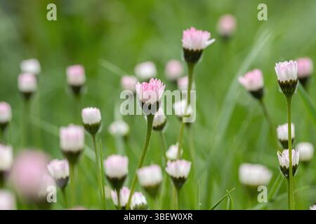 Gruppo di fiori a margherita in un prato non falciato (Bellis perennis) con fiori chiusi. Foto Stock
