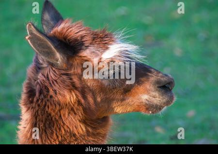 Un lama maturo si posa di profilo, mostrando il suo spesso cappotto peloso e le distintive caratteristiche facciali, mentre è circondato da lussureggiante erba verde in un ambiente tranquillo Foto Stock