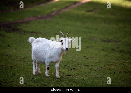 Una capra bianca si erge su un pascolo verde vibrante, crogiolandosi alla calda luce del sole. L'azienda agricola è tranquilla, con erba soffice e un sentiero sterrato che conduce alla d Foto Stock