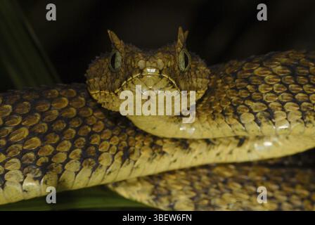 Boccola Usambara viper (Atheris ceratophora) Foto Stock
