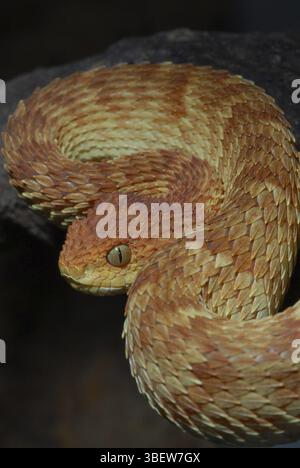 Boccola variabile viper (Atheris squamigera) Foto Stock