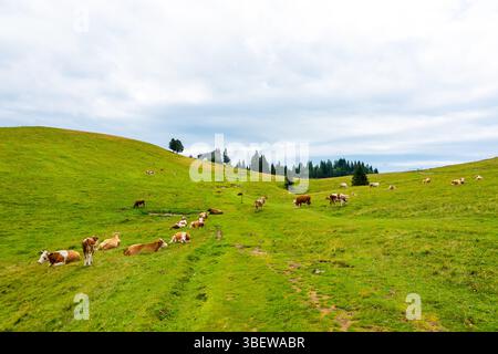 Altopiano sloveno (velika planina). Mucche sul pascolo delle Alpi slovene. Erba verde, natura fresca. Foto Stock