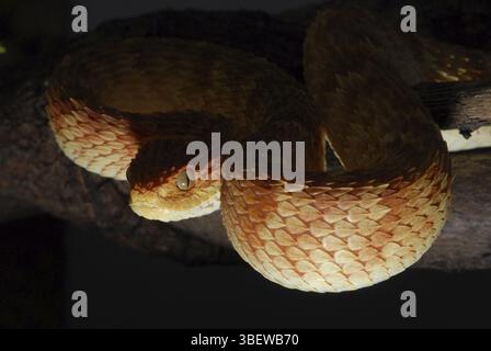 Boccola variabile viper (Atheris squamigera) Foto Stock