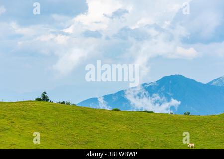 L'albero sul prato in montagna. Foto Stock