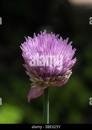 Un'unica apertura di fiore dell'erba culinaria Allium schoenoprasum o erba cipollina Foto Stock