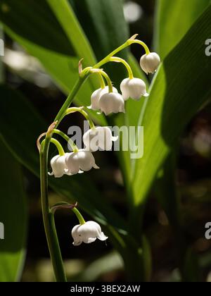 Un'unica punta del fiore a forma di campana di giglio della valle o Convallaria majalis Foto Stock