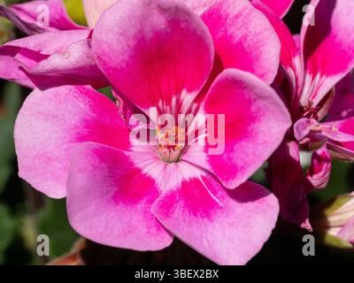 Primo piano di un singolo fiore del lilla bicolore Geranium "Zonal Raiko Light Lilac" Foto Stock
