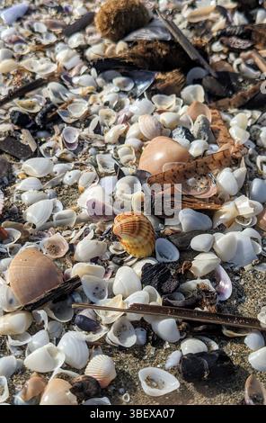 Primo piano di piccole conchiglie sparse sulla spiaggia sabbiosa di Tirrenia, Italia, dopo una forte tempesta di mare. Foto Stock