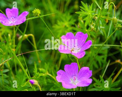 Un comune hoverfly a corpo lungo (Sphaerophoria scripta) su un fiore rosso sangue e sanguinoso di gru (Geranium sanguineum), fotografato a Tremosine. Tremo Foto Stock