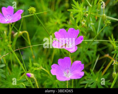 Un comune hoverfly a corpo lungo (Sphaerophoria scripta) su un fiore rosso sangue e sanguinoso di gru (Geranium sanguineum), fotografato a Tremosine. Tremo Foto Stock
