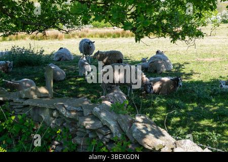 Mandria di pecore con agnelli all'ombra sotto un albero nella campagna inglese. Foto Stock