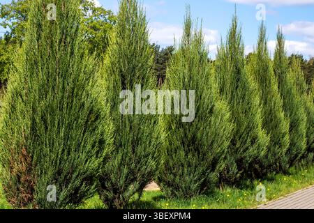 Esiste una fila di alti e maestosi alberi che si stagliano a sentinella lungo il lato di una strada tortuosa, offrendo bellezza e ombra Foto Stock