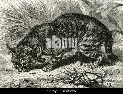 Gatto DELLA GIUNGLA COMUNE ( Lynx chaus ) - gatto della GIUNGLA nella palude della Reedy Foto Stock