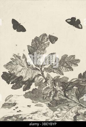 Amsterdam, Sluyter, Johannes, Ammiraglio, Jacob l'(II), farfalle volanti e altri insetti sopra un ramo con foglie, Amsterdam, verso - timbrati, farfalle volanti e volanti sopra un ramo con foglie. Sui bozzoli delle foglie. Sul fondo dei pilastri e una mosca. In basso a destra numerato: XVII., stampa, illustrazione del libro, stampe, con il verso - timbrato, altezza 276 mm, larghezza 191 mm, Noord-Nederlands, 1700-02-12 - 1770-09-12, stampatore, 1710 - 1770, carta, incisione, pubblicazione (evento), pubblicazione, editore, 1774 - 1774 Foto Stock
